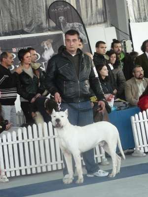 DOG ARGENTINIAN  mascul  pt  monta