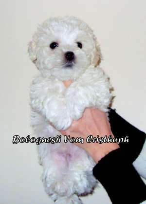 vand pui bichon bolognesi