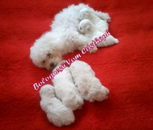 vand pui bichon bolognesi