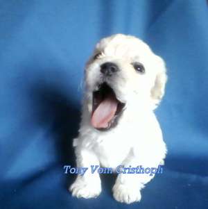 vand pui bichon bolognesi