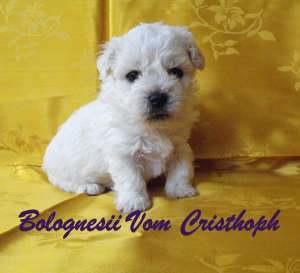 vand pui bichon bolognesi