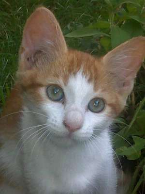 PISOI BICOLORI SPRE ADOPTIE