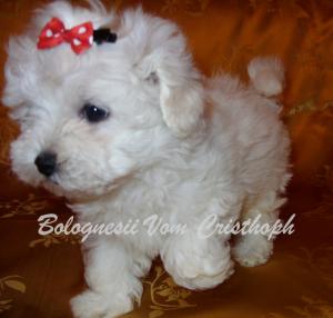 vand pui bichon bolognesi