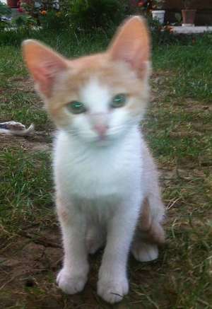 PISOI BICOLORI SPRE ADOPTIE