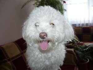 Vand pui Rasa Bichon Frise