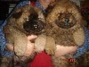 CHOW CHOW SUPER FRUMOSI-OFERTA SPECIALA-de la 170 e