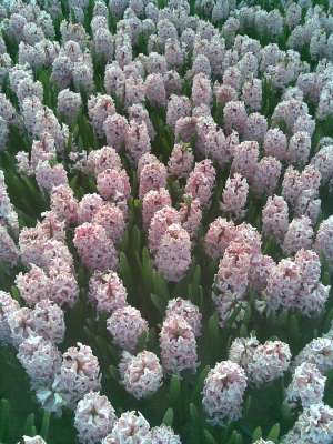 Producator vand flori taiate si bulbs de flori