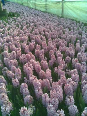 Producator vand flori taiate si bulbs de flori