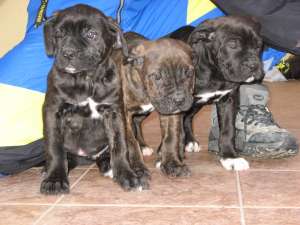 catei CANE CORSO 2, 5 luni din parinti exceptionali