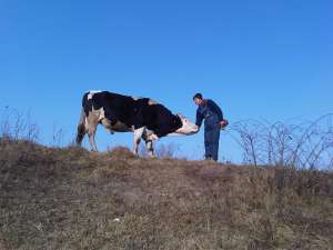taur pentru monta sau sacrificiu