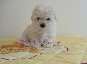 vand pui bichon bolognesi