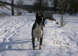Femela Boxer cu pedegree