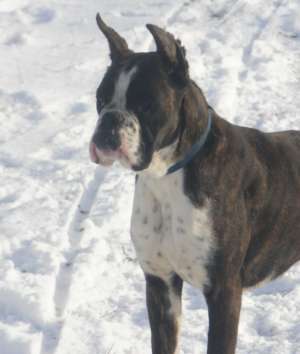 Femela Boxer cu pedegree