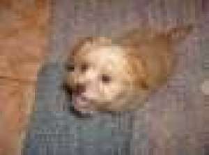 bichon havanez albi crem maro *****n.