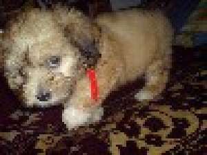 bichon havanez albi crem maro *****n.
