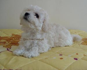 vand pui bichon bolognesi