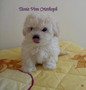 vand pui bichon bolognesi
