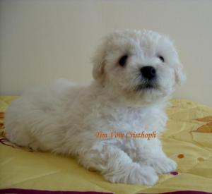 vand pui bichon bolognesi