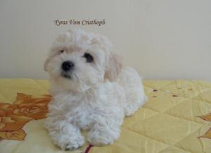 vand pui bichon bolognesi