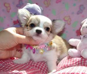 CHIHUAHUA BABY DOLL FACE