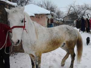 vand cal normal 9 ani pnt detalii sunati-ma