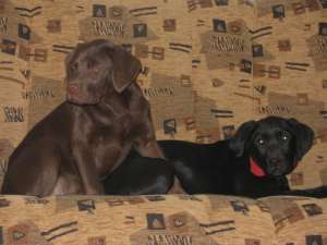 Labrador Retriver