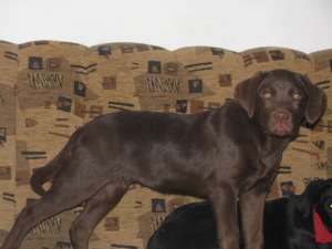 Labrador Retriver
