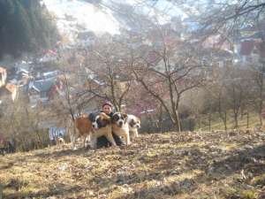vand femele saint bernard adulte foarte frumoase
