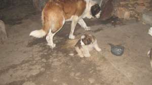 vand femele saint bernard adulte foarte frumoase
