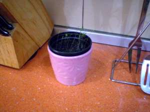 plante aromatice