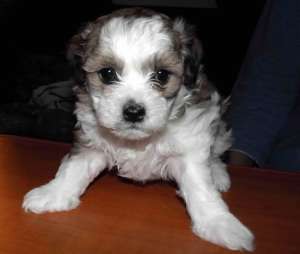 Vand 4 pui Bichon Havanese