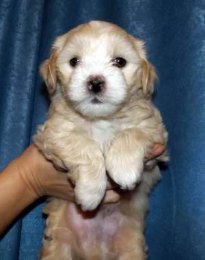 Vand 4 pui Bichon Havanese