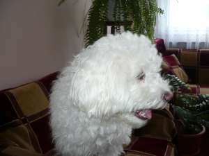 Vand pui Rasa Bichon Frise