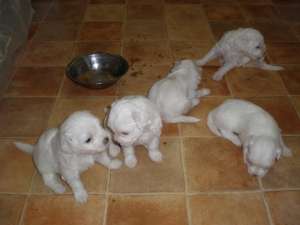 Vand pui Rasa Bichon Frise