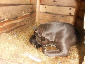 cane corso