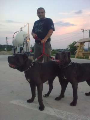 cane corso