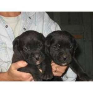 cane corso