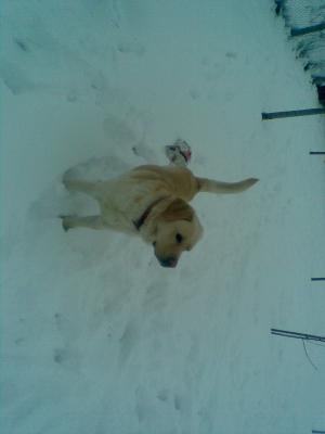 LABRADOR RETRIEVER PT MONTA