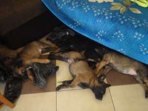 vand catei ciobanesc belgian malinois