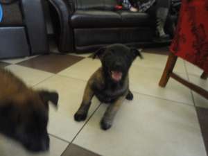 vand catei ciobanesc belgian malinois