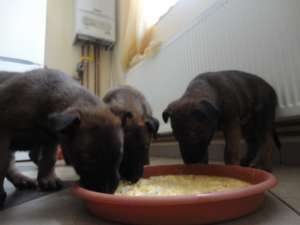 vand catei ciobanesc belgian malinois