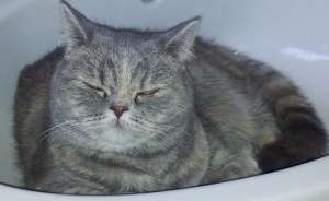 Caut motan british shorthair pentru monta pentru o pisicuta superba din aceeasi rasa