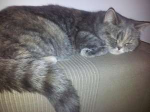 Caut motan british shorthair pentru monta pentru o pisicuta superba din aceeasi rasa