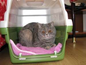Caut motan british shorthair pentru monta pentru o pisicuta superba din aceeasi rasa