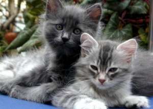 ADOPT PUI DE PISIC de maxim 1-2 luni preferabil ca in poze.