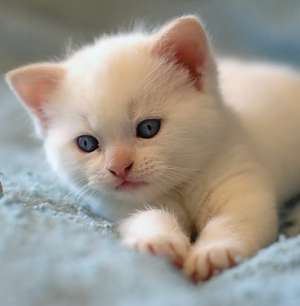 ADOPT PUI DE PISIC de maxim 1-2 luni preferabil ca in poze.