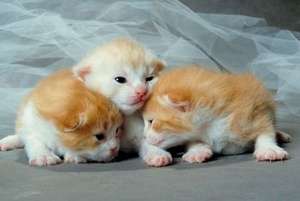 ADOPT PUI DE PISIC de maxim 1-2 luni preferabil ca in poze.