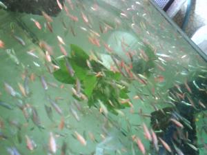 Vand pesti exotici en gross