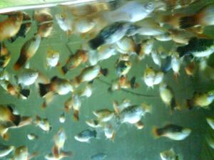 Vand pesti exotici en gross