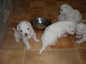 Vand pui Rasa Bichon Frise